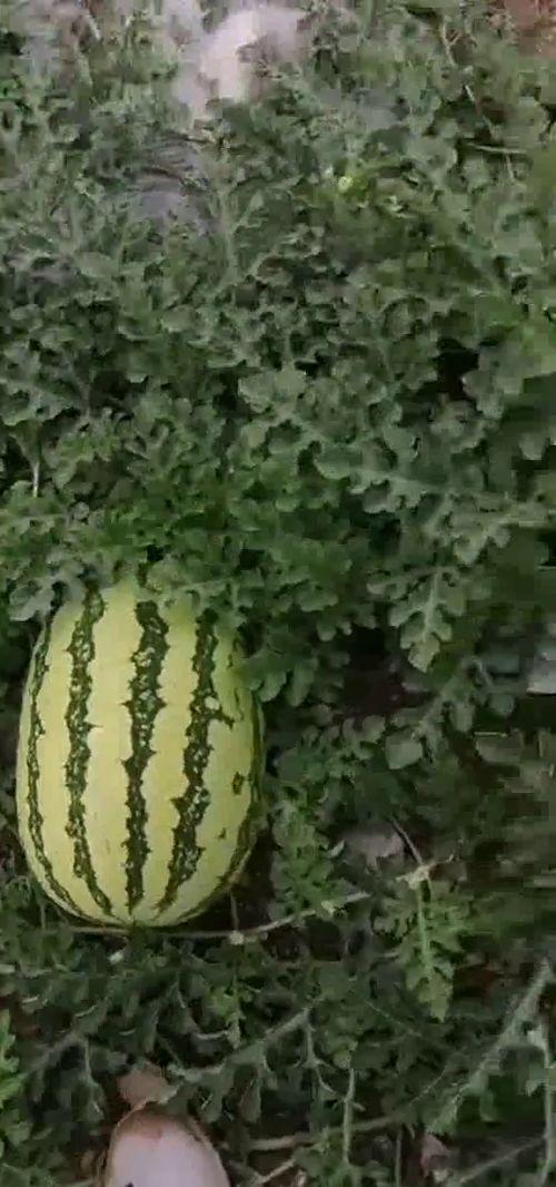 瓜瓜基地,绿色生态农业的璀璨明珠